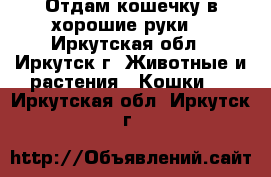 Отдам кошечку в хорошие руки  - Иркутская обл., Иркутск г. Животные и растения » Кошки   . Иркутская обл.,Иркутск г.